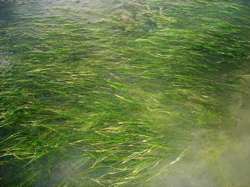 Widgeon Grass Outdoor Alabama